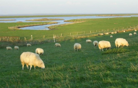 Billede 4