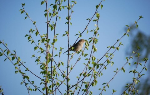 Billede 4