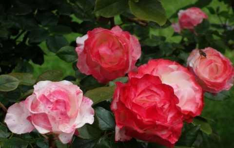 Bild 4