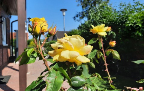 Billede 4