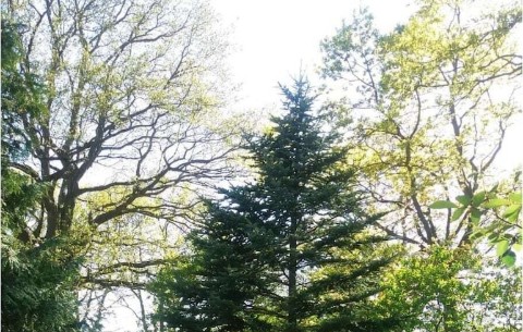 Image 4