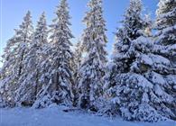 Objekt Nr.: 530-433555