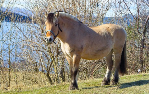 Billede 4