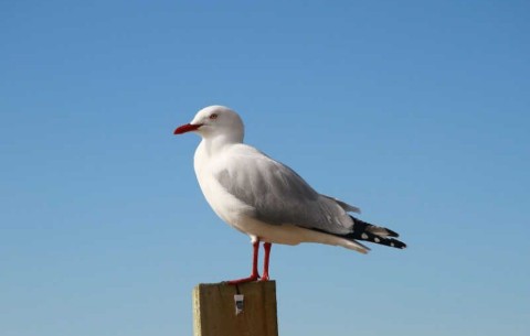 Billede 4