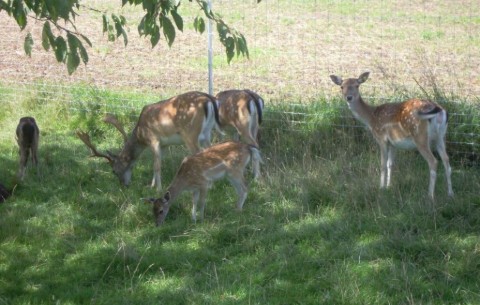 Bild 4