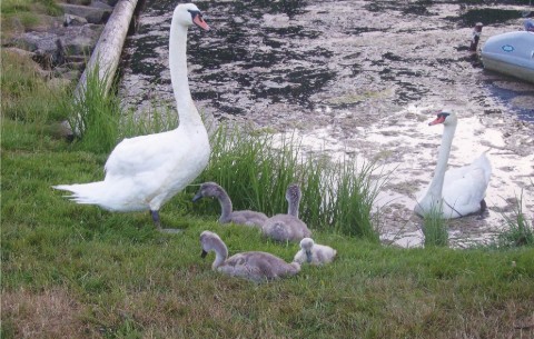 Bild 4