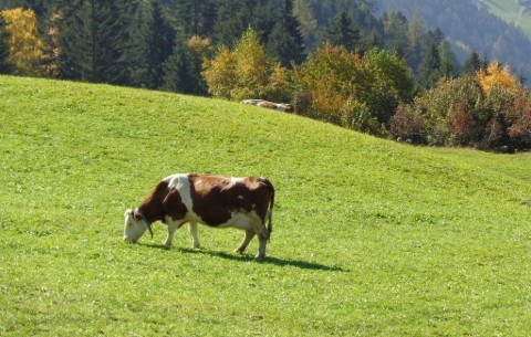 Billede 2